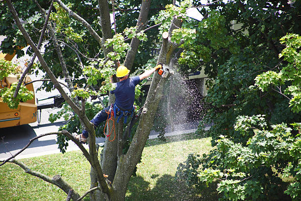 Grass Overseeding in Accokeek, MD