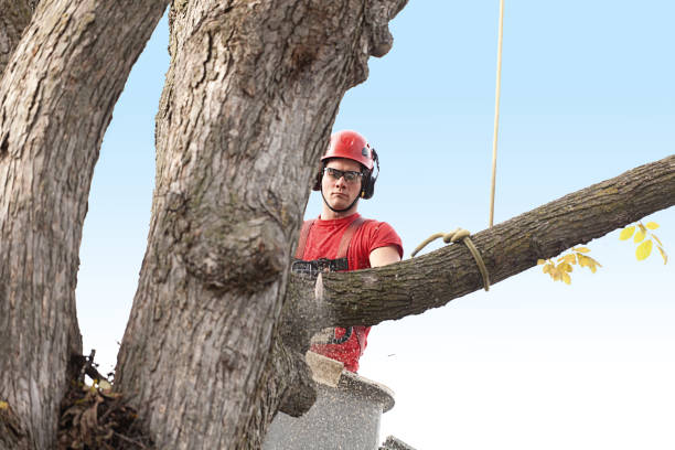 Accokeek, MD Tree Removal Services Company